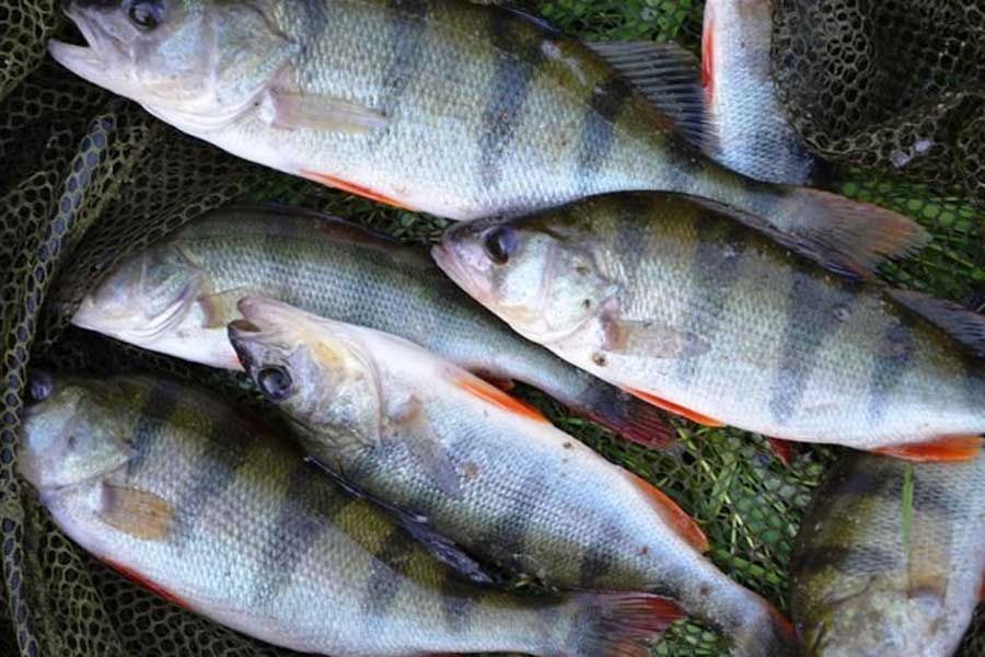 Рыбалка в орловской области в 2021 году