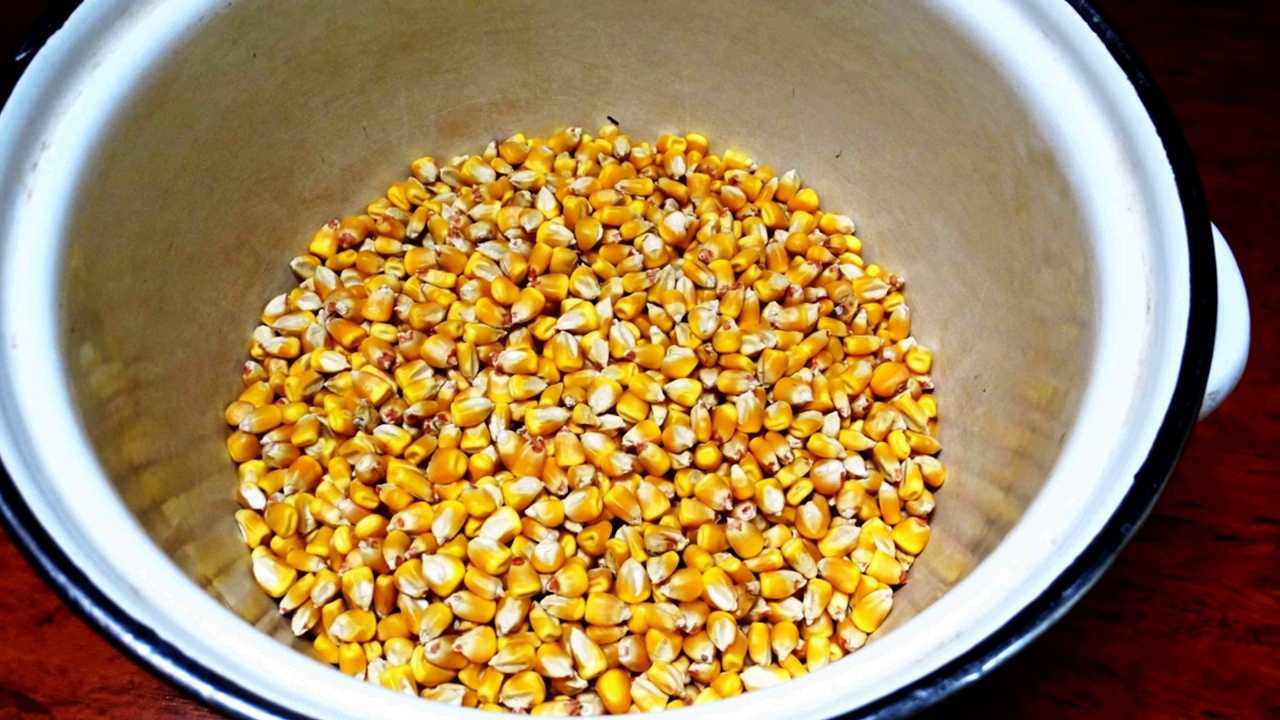 Замачивать ли кукурузу