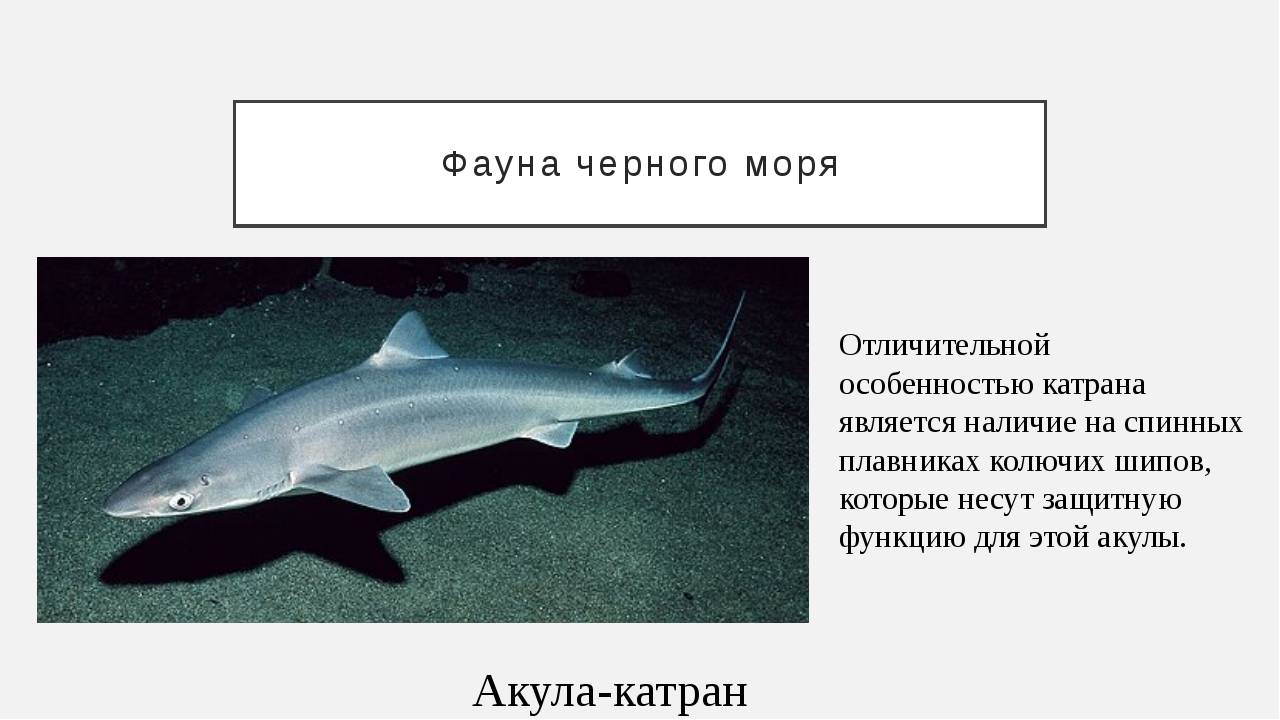 Катран обыкновенный. колючая акула в российских морях.