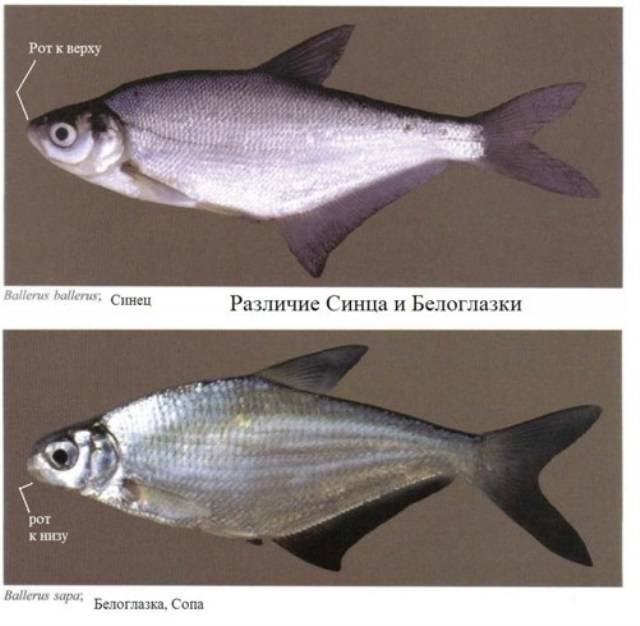 Рыба сопа - описание, питание, где водится и ловля сопы