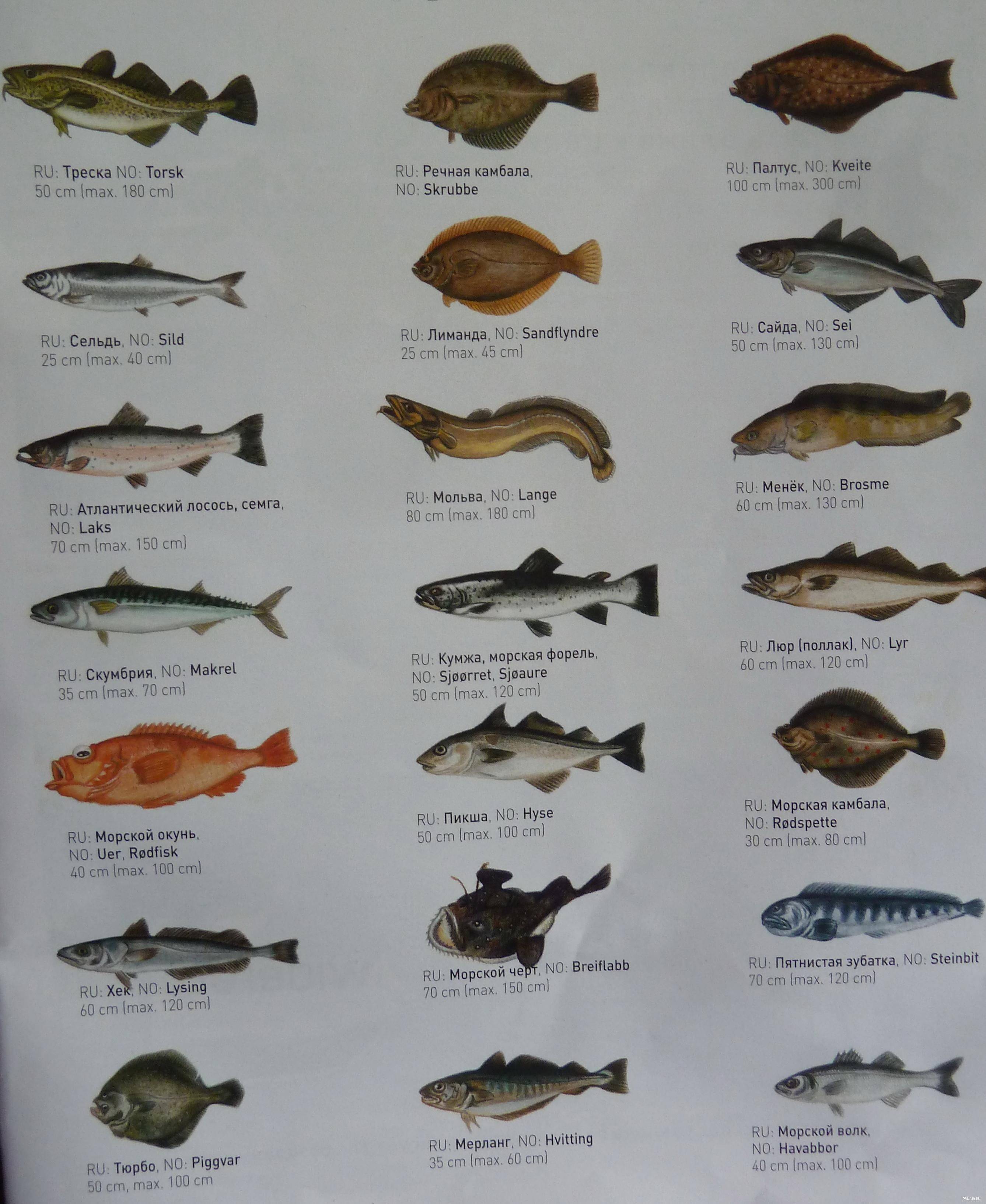 ᐉ морские рыбы: название, описание и фото самых популярных разновидностей обитателей морских глубин - zoovet24.ru