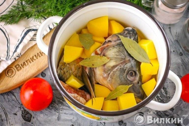 Уха из сазана: как приготовить классическую уху в домашних условиях, рыбный суп из головы и хвоста, пошаговые рецепты, фото