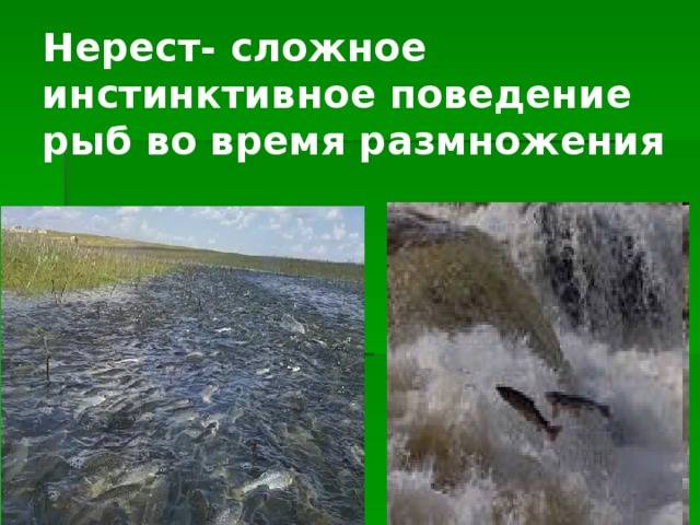 Нерест - fishingwiki