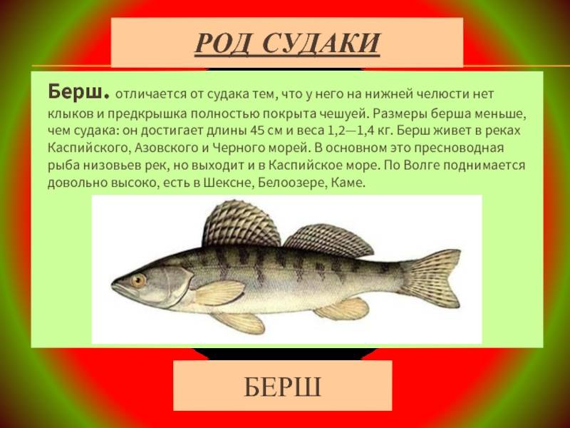 Рыба бёрш: описание, отличия берша от судака. на клюёт бёрш