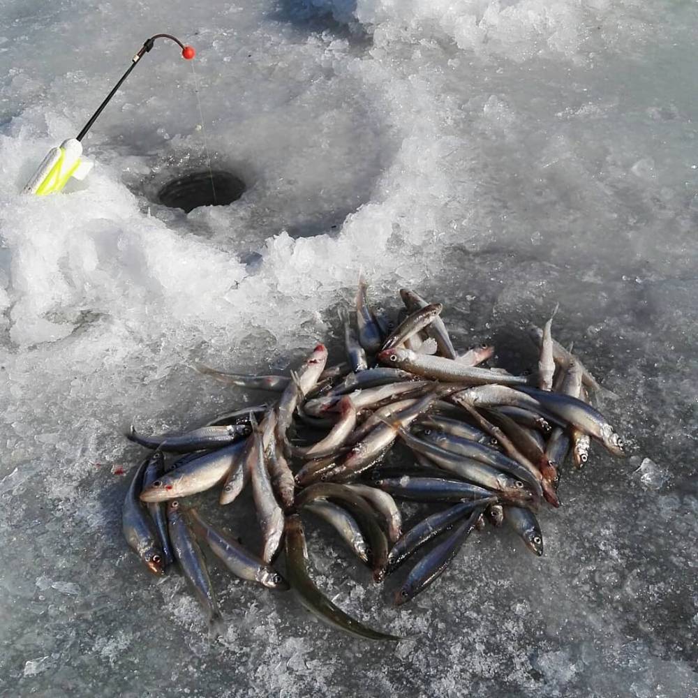 Рыбалка финский залив
