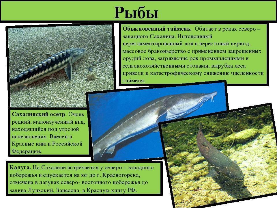 Рыба таймень - виды, ловля, снасти, приманки, места обитания