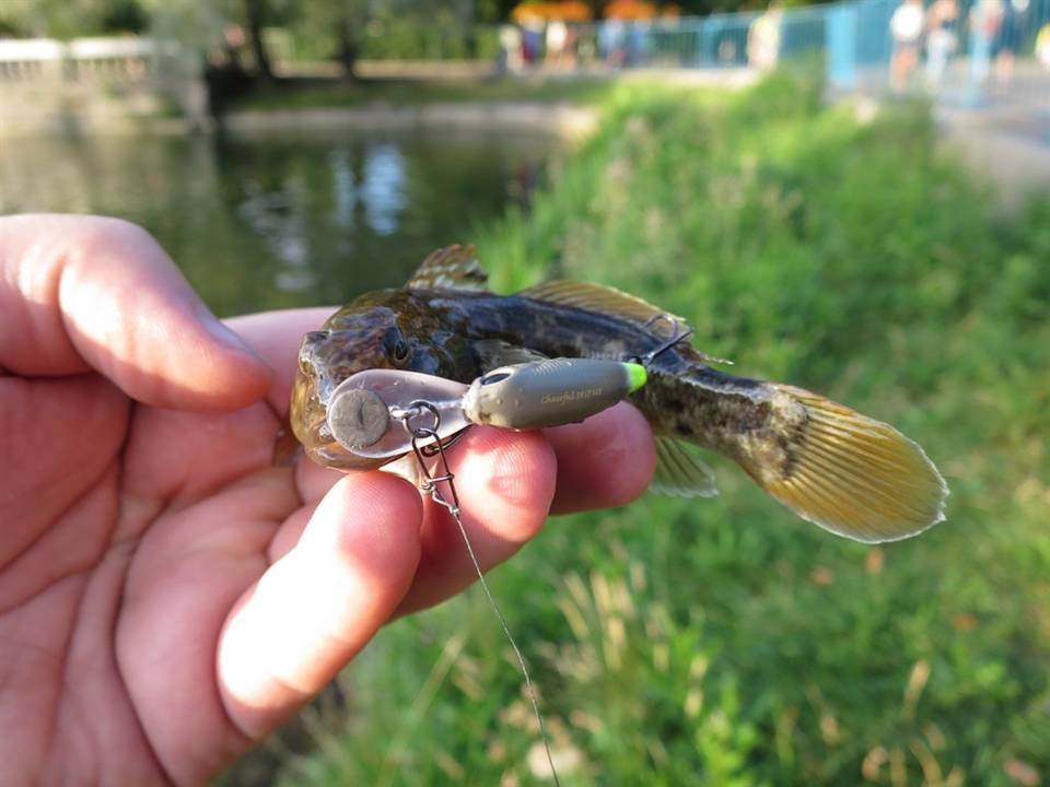 Прикорм и наживка, использующиеся на морской рыбалке – рыбалке.нет