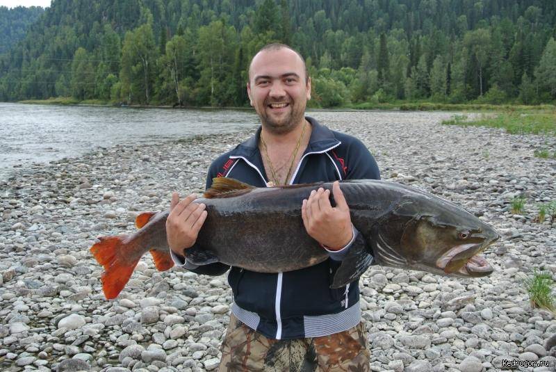 Озеро плещеево: рыбалка и отдых :: syl.ru