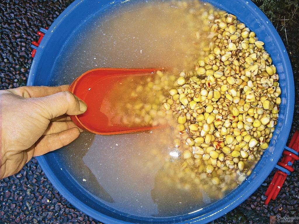 Как варить кукурузу для рыбалки на карпа и других рыб: рецепты, как насадить ее на крючок?