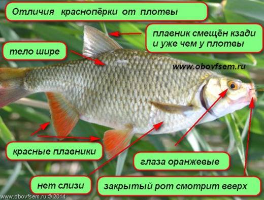 Плотва и красноперка: близкие родственницы - zaulov.by - ну, за рыбалку!