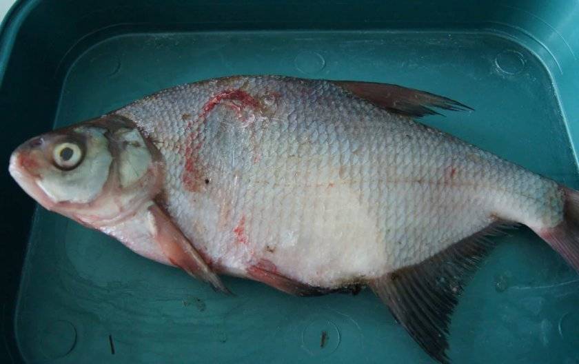 Солитер в рыбе - опасен ли он для человека, можно ли есть зараженную рыбу