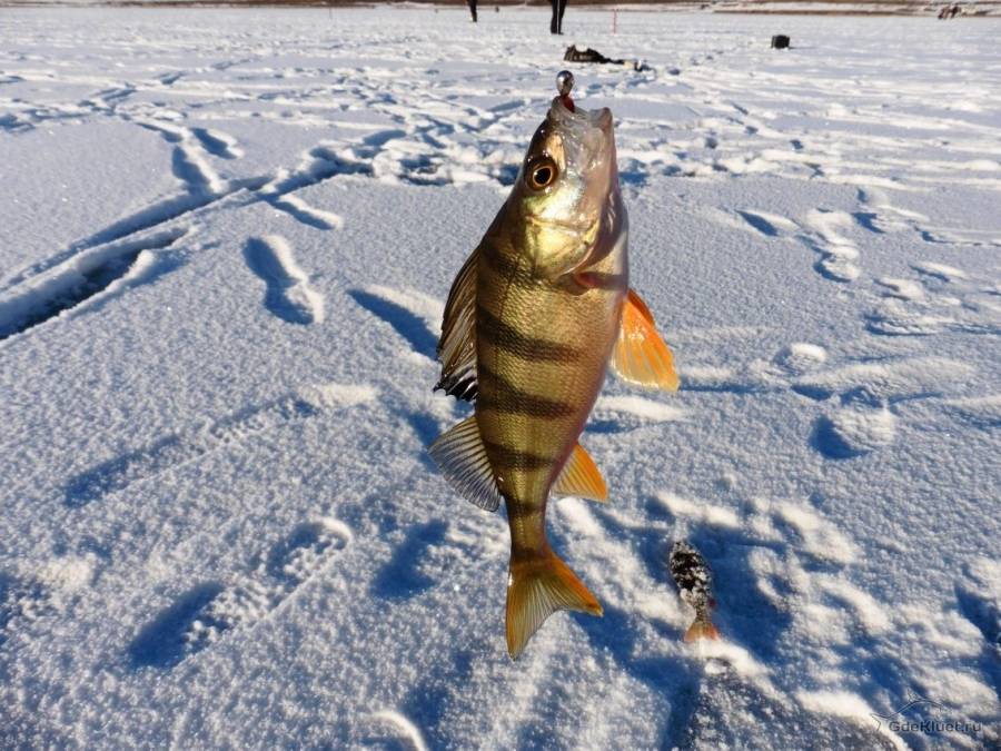 Мормышки на окуня для зимней рыбалки: рейтинг лучших уловистых крючков для подледной рыбалки зимой и советы, как сделать рыболовную снасть своими руками