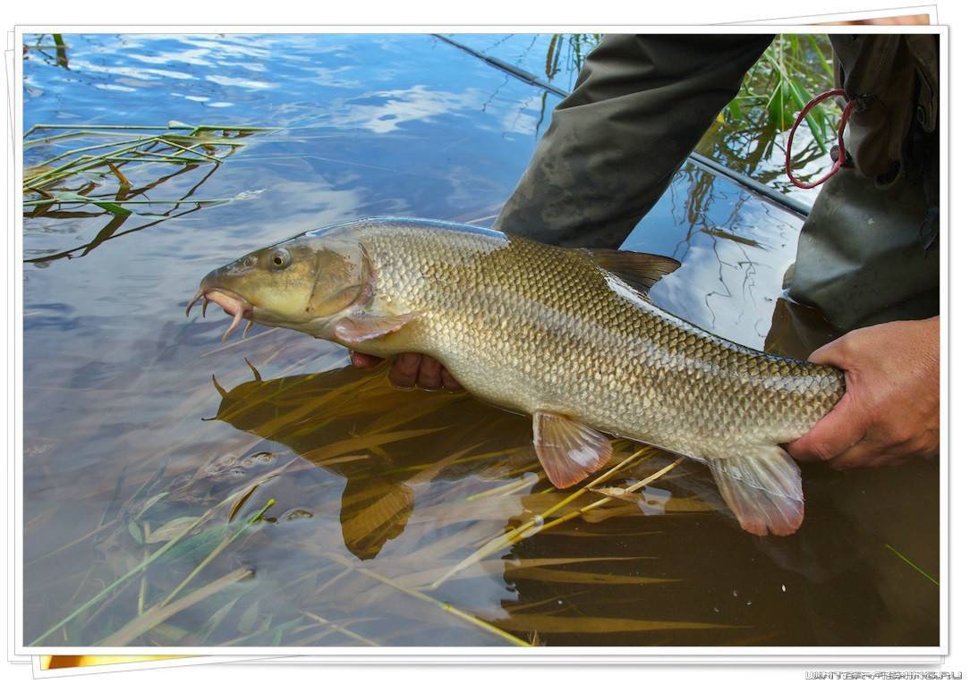 Рыбалка в раково московской области: отчет, отзывы :: syl.ru