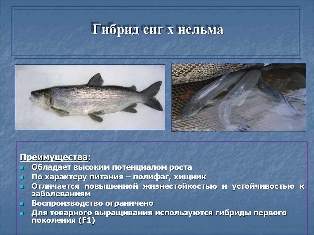 Рыба сиг: подробное описание и его ловля зимой и летом