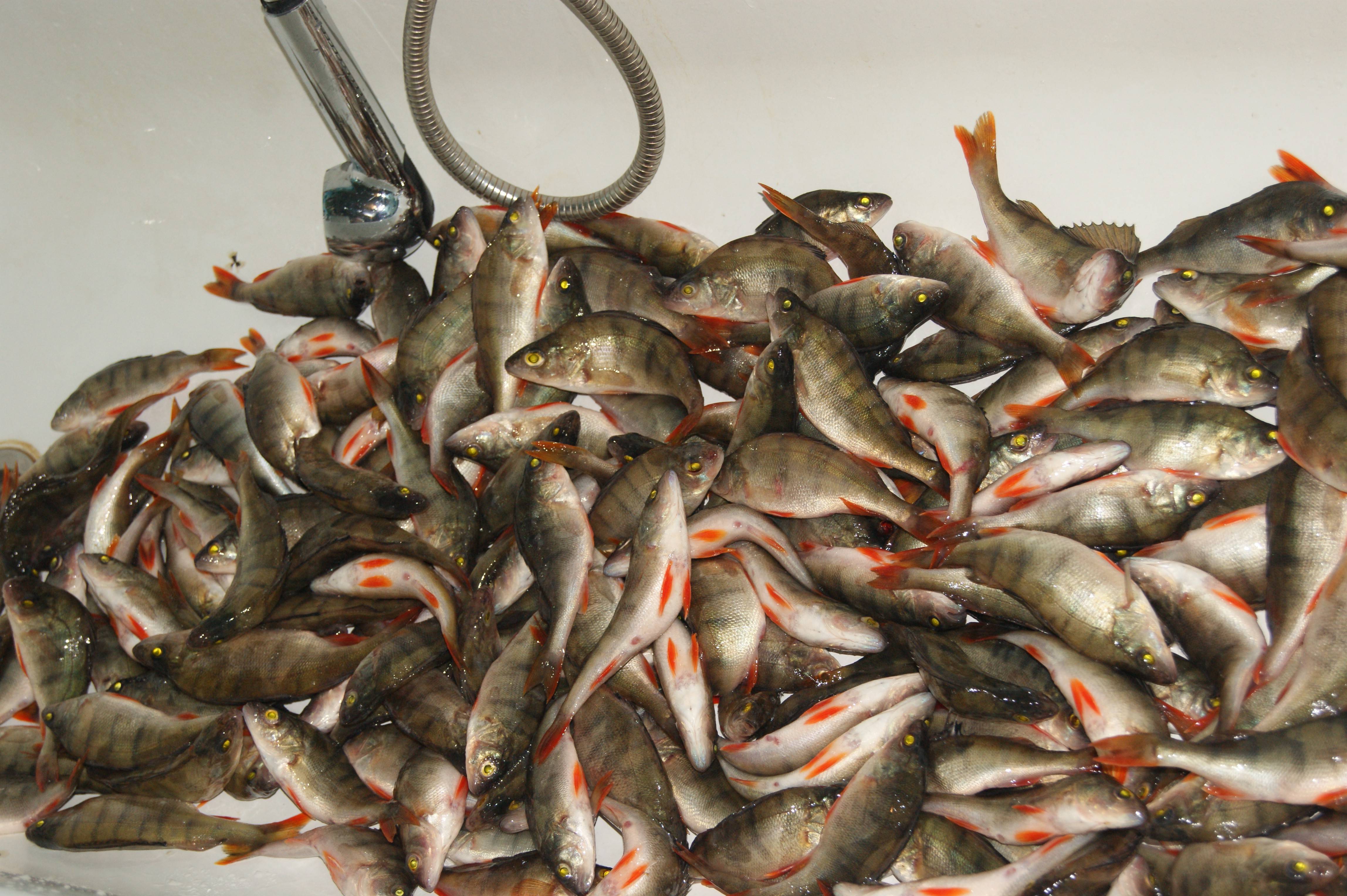 Рыбалка в карагандинской области: прогнозирование клева