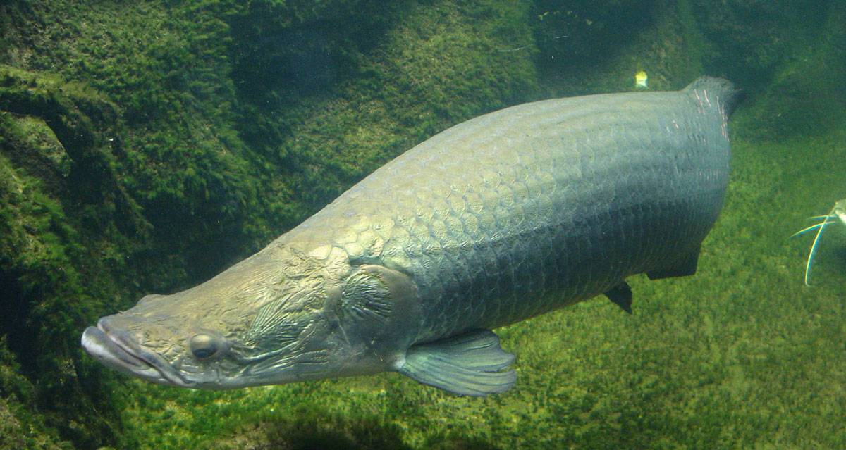 Гигантская рыба арапайма: можно ли содержать в домашнем аквариуме
