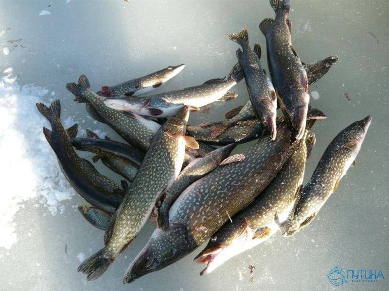 Рыбалка на байкале. виды промысловой рыбы, места обитания и  действующие запреты и ограничения