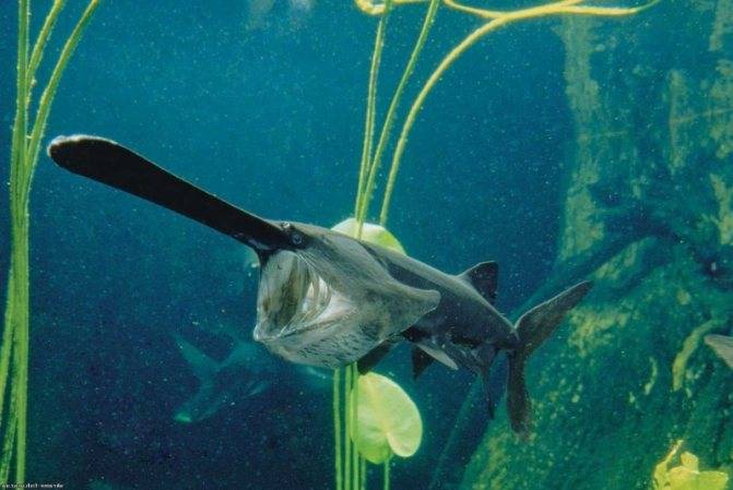 Рыба веслонос: фото, описание жизненного цикла, ареал обитания, особенности ловли