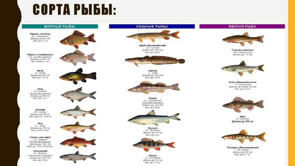 Нежирные сорта рыбы в диетическом и повседневном питании