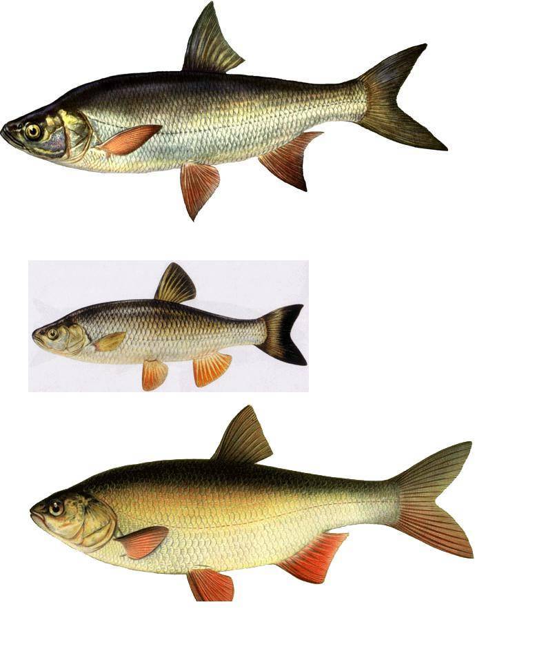 Голавль – пресноводная рыба, ее фото и описание