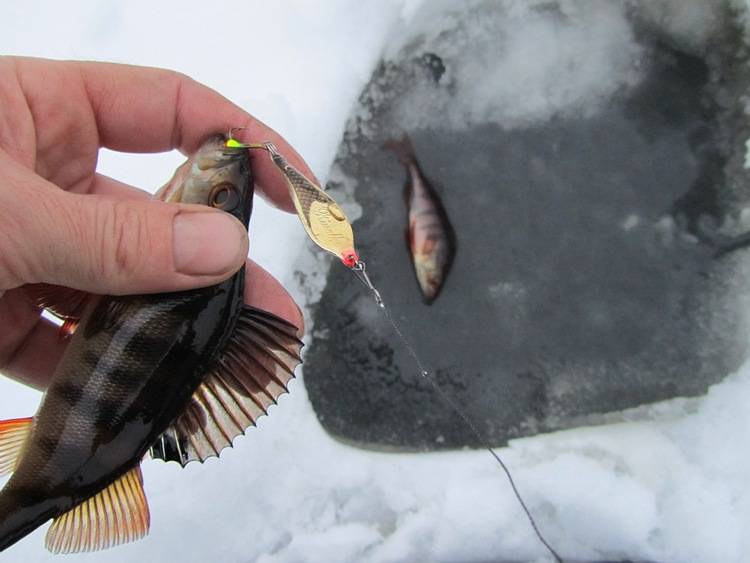 Зимняя рыбалка по первому льду: советы бывалых