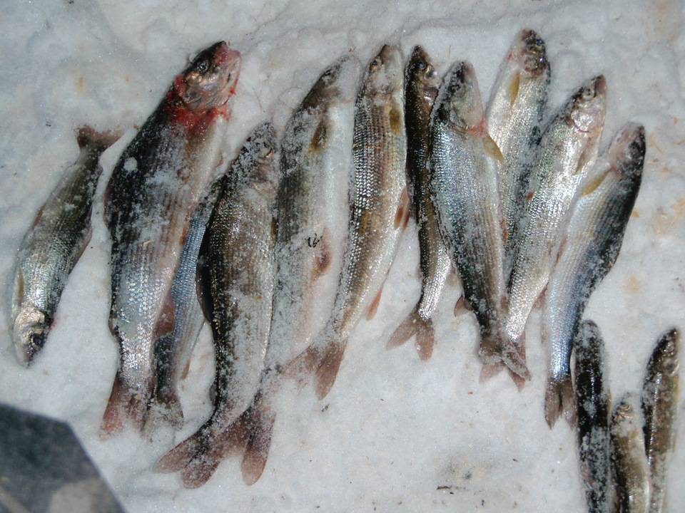 Особенности зимней рыбалки в сибири, якутии