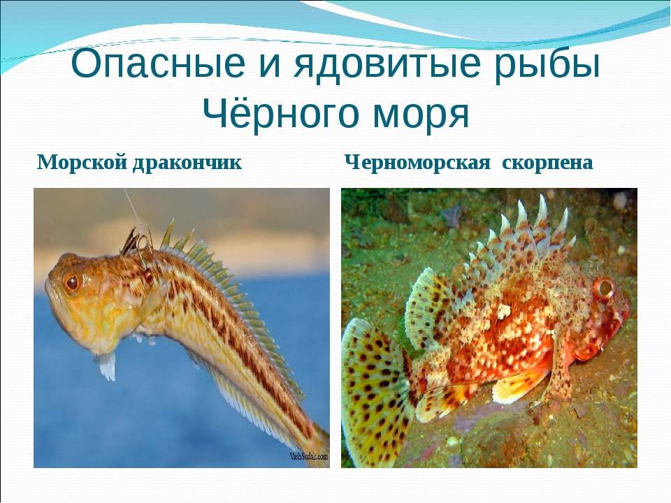 Рыбы черного моря. названия, описания и особенности рыб черного моря | живность.ру