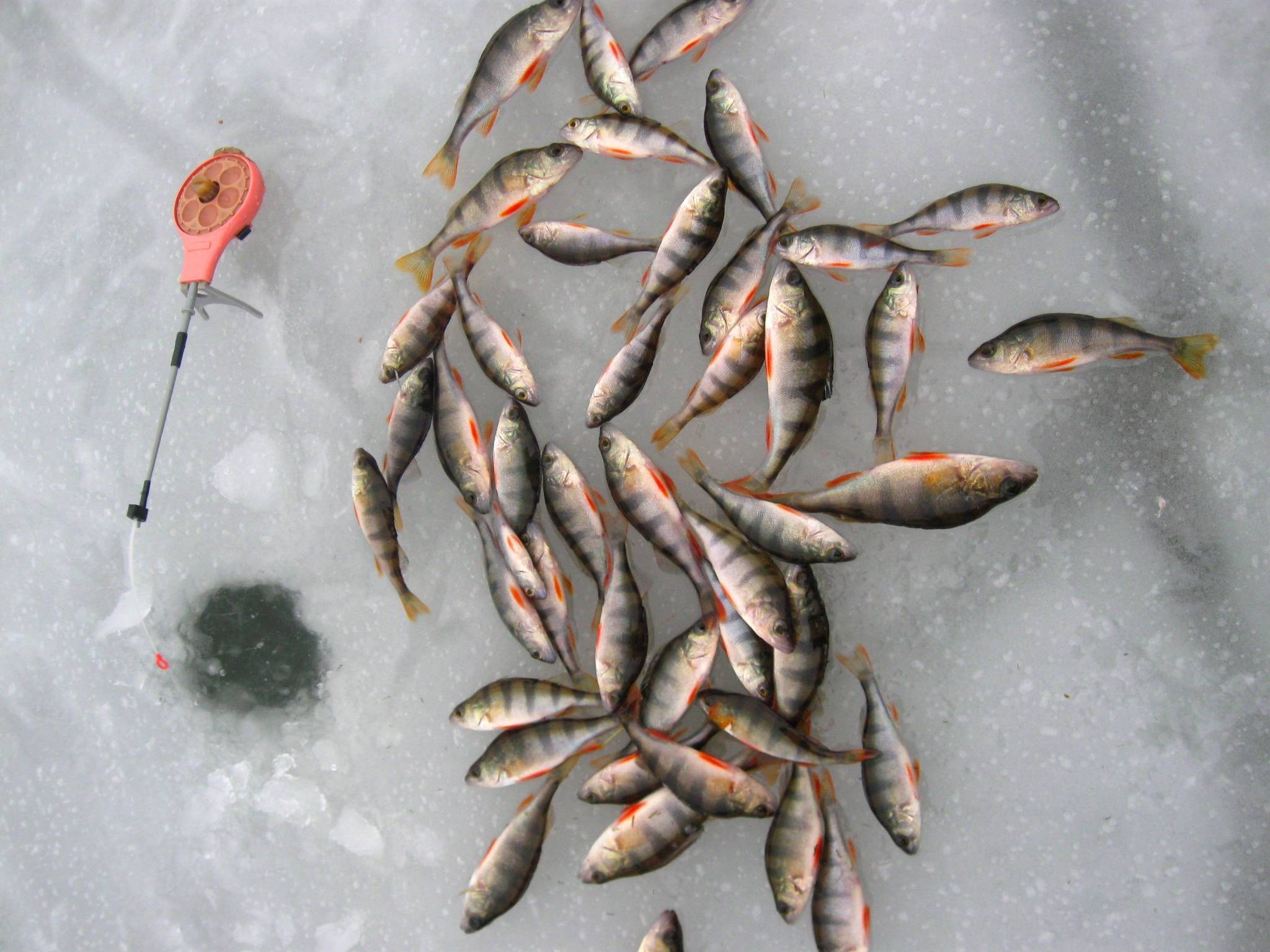 Ловля окуня весной: советы опытных рыбаков