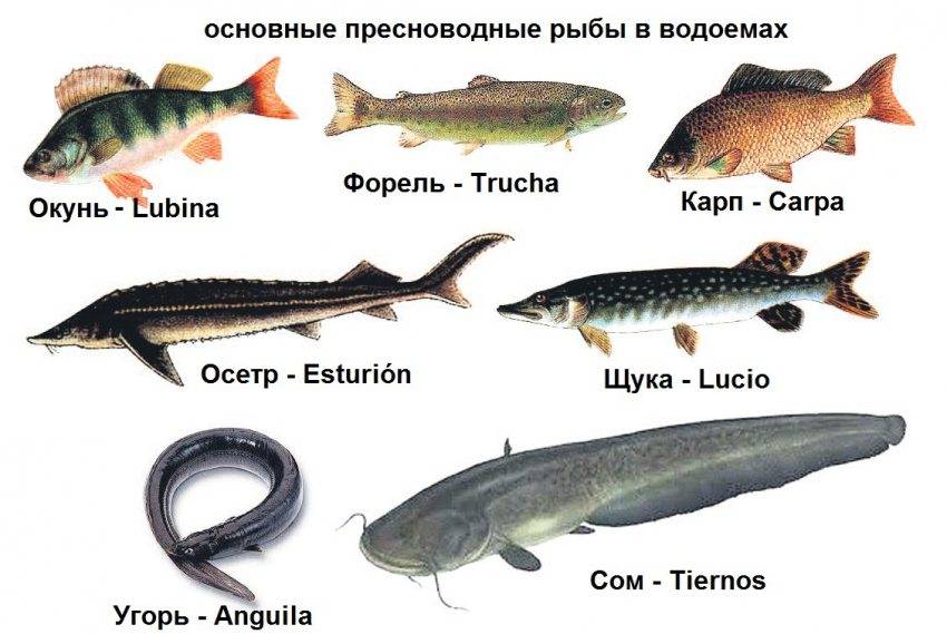 Рыбы (группа животных): представители с фото и описаниями