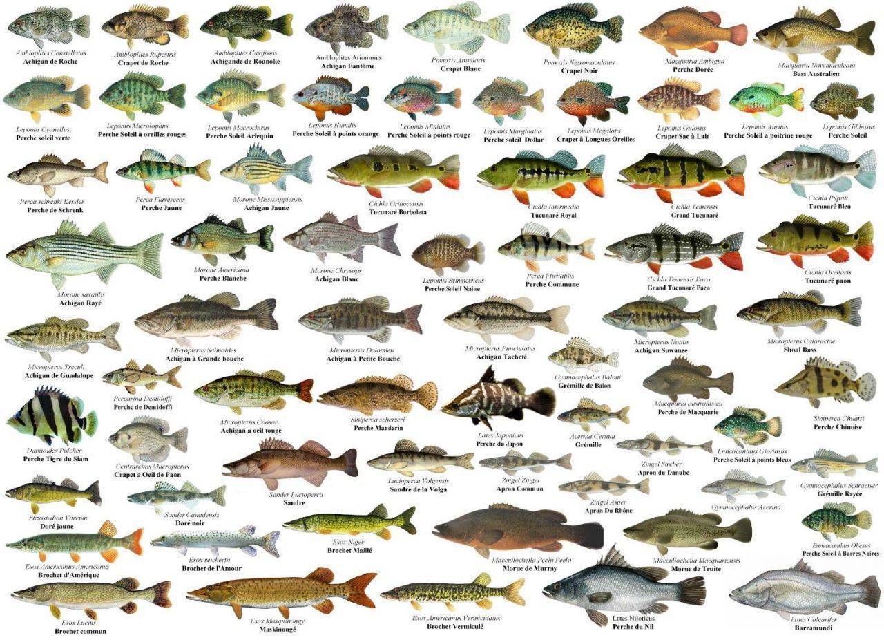 Хищные рыбы: какие бывают виды для аквариума и их названия