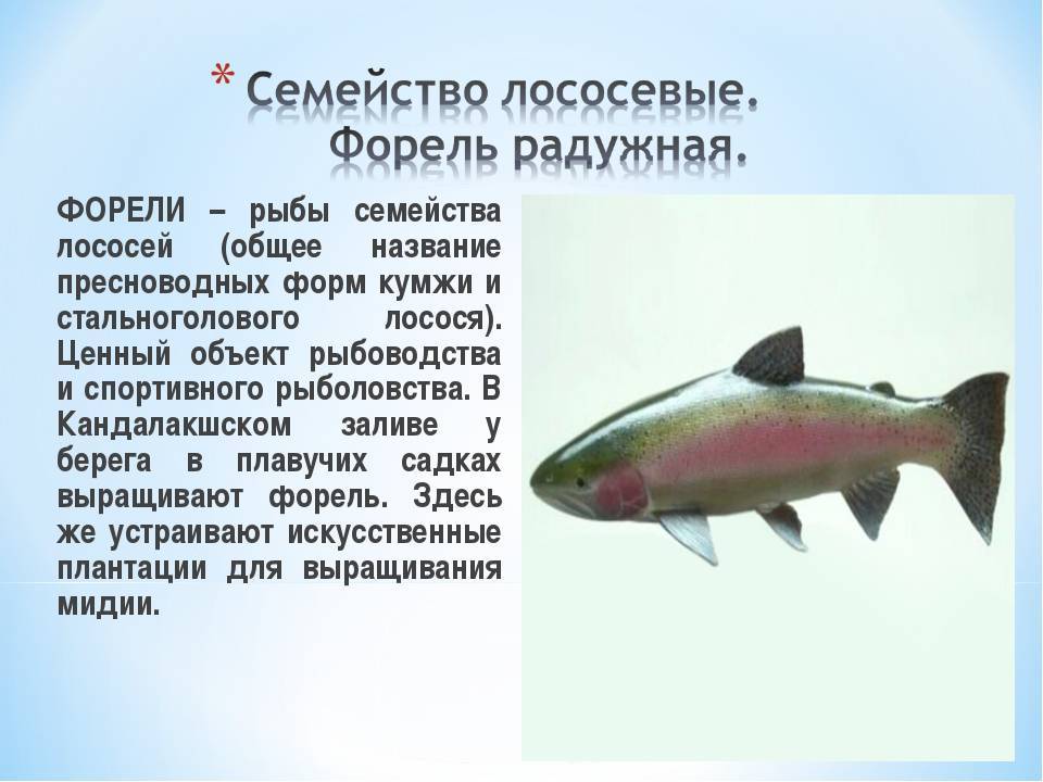 Лосось - все о лососевых: описание, распространение, образ жизни и способ ловли - fishingwiki