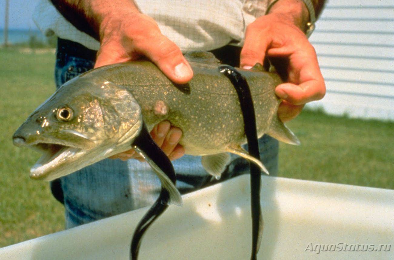 Рыба минога: что это, как выгядит, где водится и чем питается