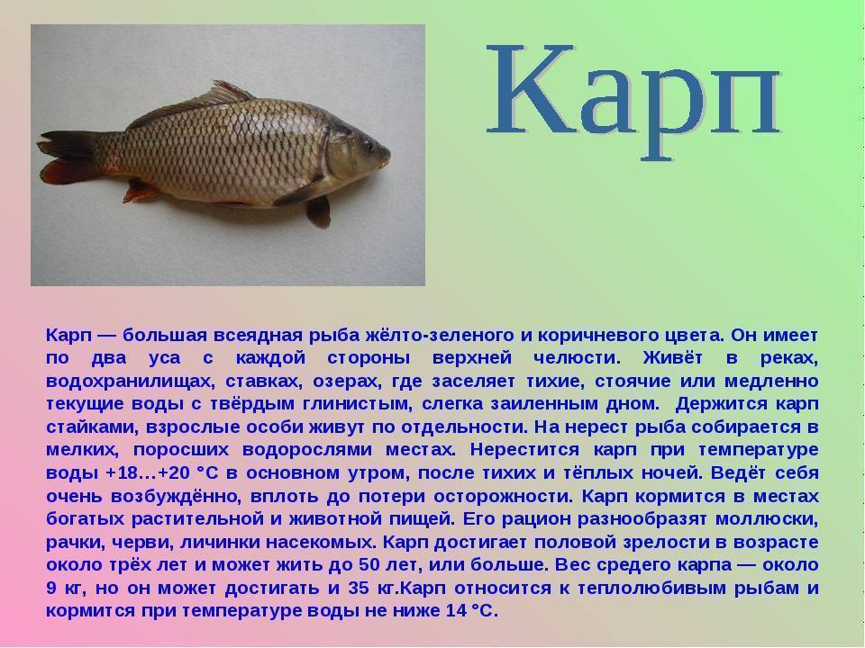 Техника кормления карпа - в помощь начинающему рыбоводу - рыбы киргизии
