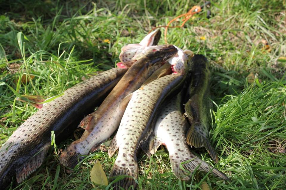 Рыбалка в приморском крае: виды рыб, обитающих в приморье