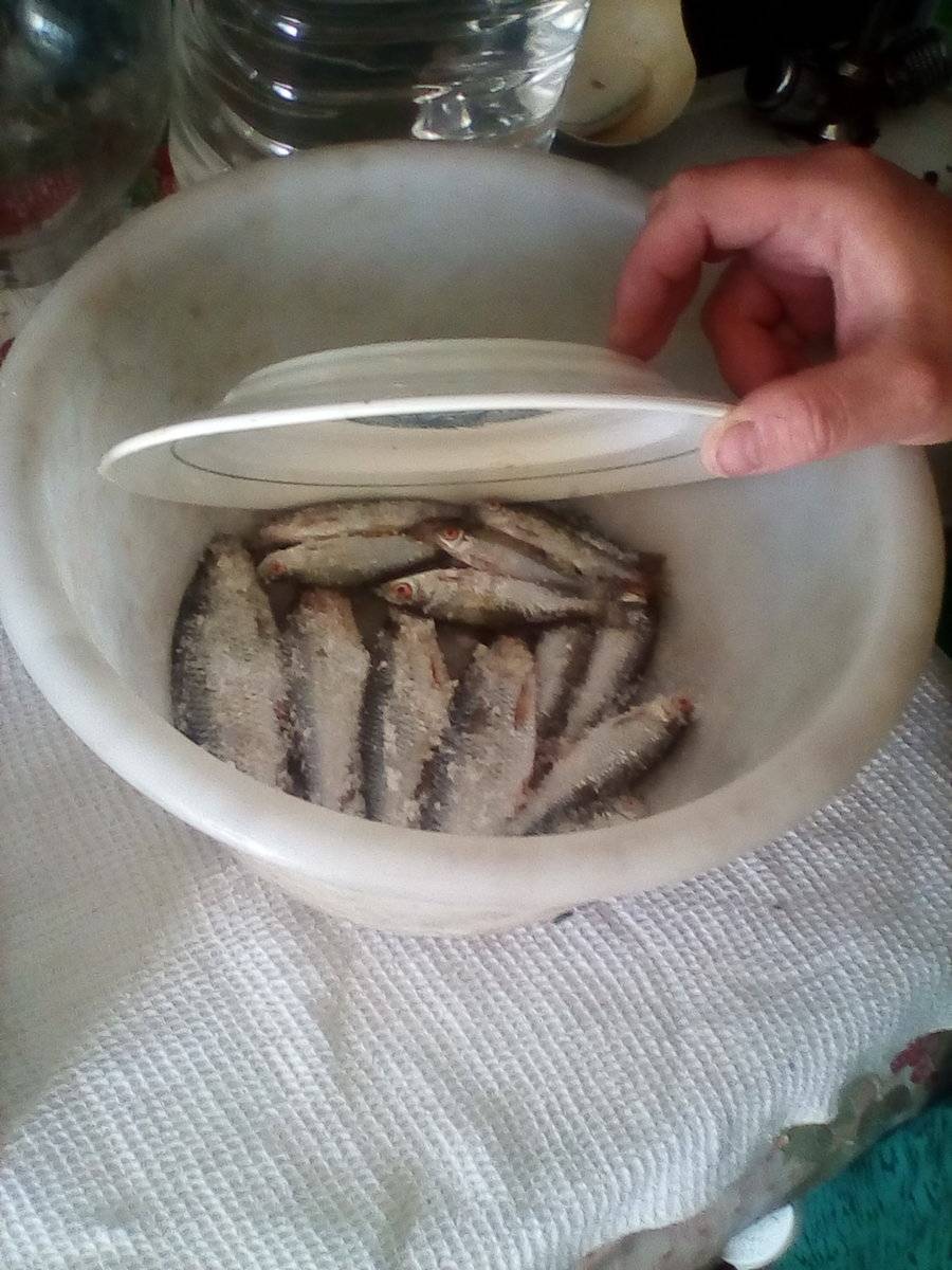 Сушеная рыба — как солить и сушить рыбу