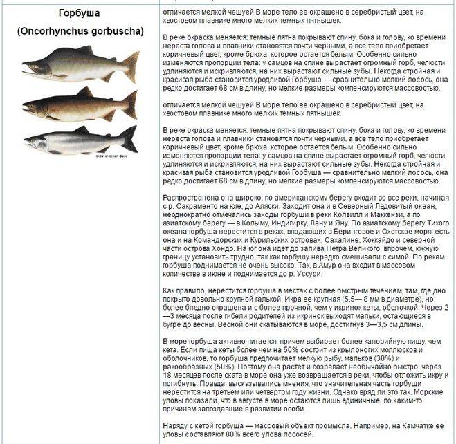 ✅ горбуша морская или речная рыба: где водится в море или реке, чем питается эта рыба, где обитает в россии - tehnoyug.com