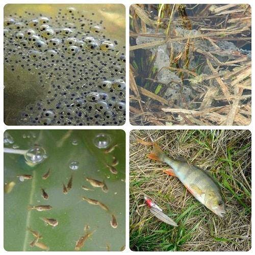Рыба линь: образ жизни, как ловить, нерест, внешний вид, где обитает, описание рыбы