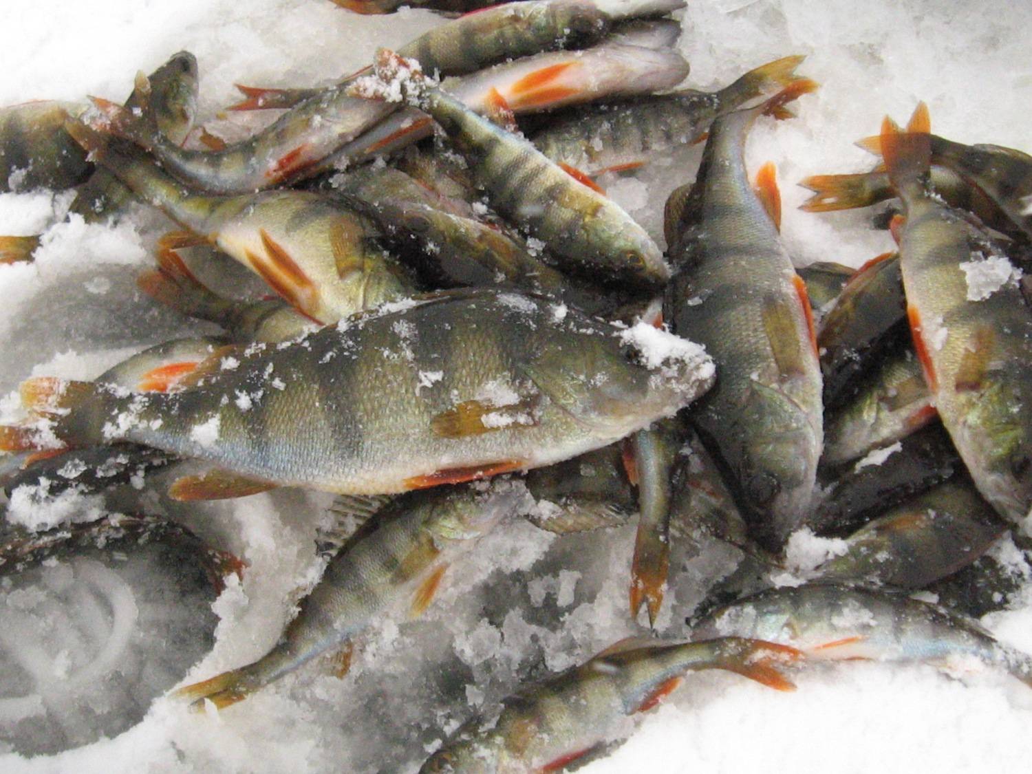 Первый лёд, рыбалка в начале зимы: окунь, плотва, лещ и прочие рыбы