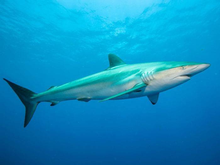 ᐉ белая акула - как выглядит и размеры, где обитает, чем питается и другие интересные факты - zoovet24.ru