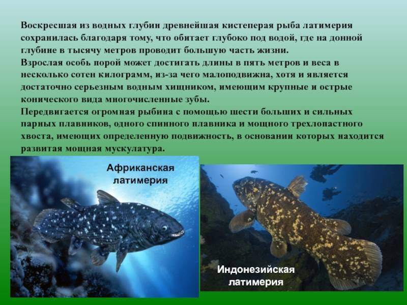 Самая древняя живая рыба — латимерия. 100 великих рекордов живой природы