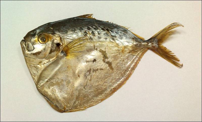 Что за рыба вомер: польза и вред холодного копчения, как приготовить копченую с фото