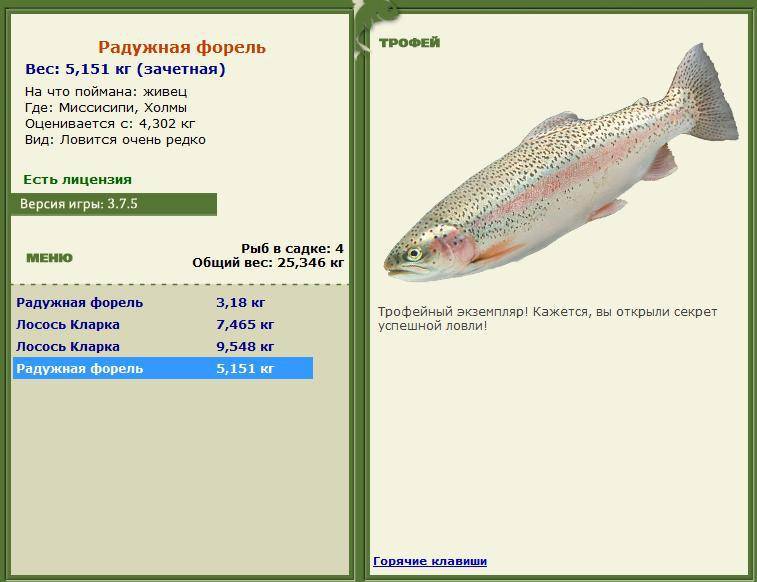 Рыба форель: виды, описание, места обитания