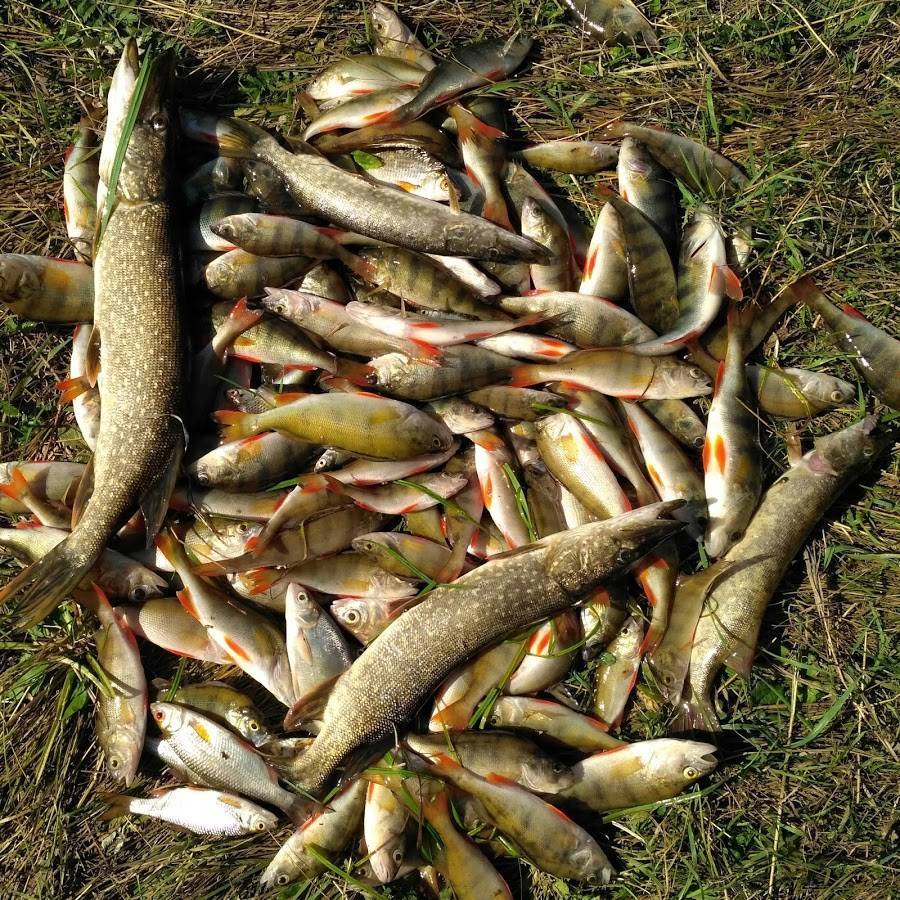 Рыбалка в Саратове и Саратовской области