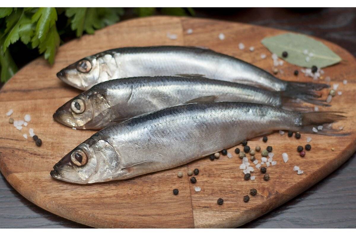 Салака: польза и вред для организма, калорийность и полезные свойства рыбы для здоровья человека