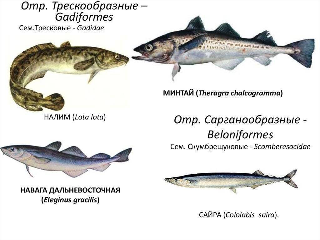 Рыбы тресковых пород: список названий, места обитания, нерест, фото