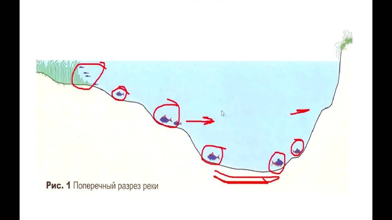 Как выглядит бровка на реке фото