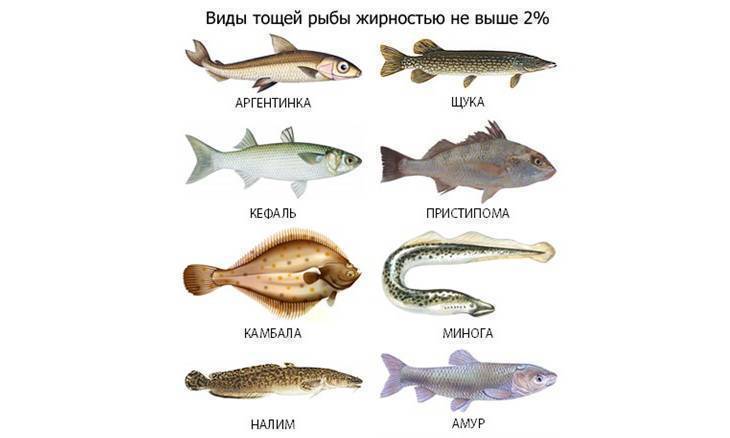 Рыба без костей: морская и речная  | список с названиями