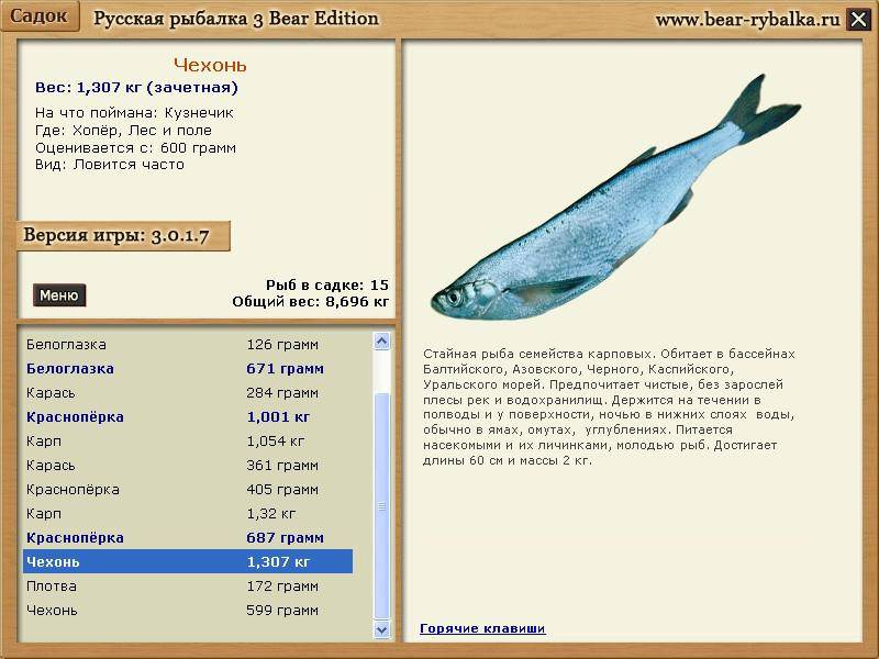 Чехонь - все о чехони: описание, распространение, образ жизни и способ ловли - fishingwiki