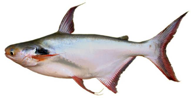 Что за рыба пангасиус, где обитает и можно ли ее есть?