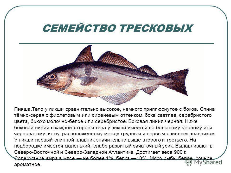 Пикша: что за рыба, ее польза и вред, описание вида с фото